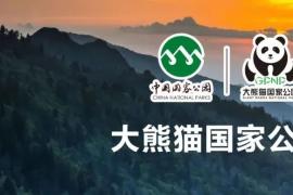 共创熊猫科研新形象！四川省大熊猫科学研究院LOGO征集开启